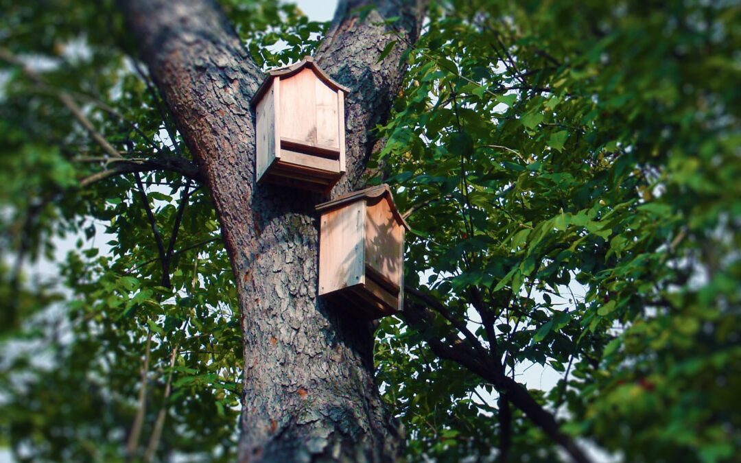 bat boxes in a tree