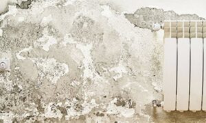 damp wall with black mold